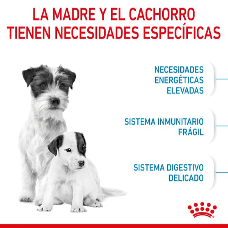 Royal Canin Starter Mother&Baby Mini pienso para perros, , large image number null